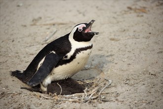 African penguin (Spheniscus demersus)