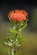 Pincuspid Protea