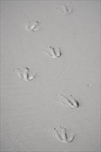 Footprint of a King Penguin (Aptenodytes patagonicus) in Sand