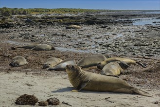 Southern elephant seals (Mirounga leonina) on a beach