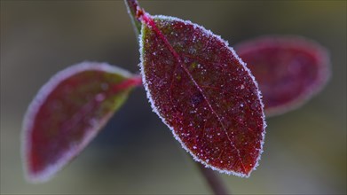 Autumnally colored leaf of blueberry (Vaccinium myrtillus) with ice crystals