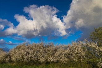 Cloud formation over a blooming sloe hedge in spring