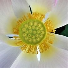 Fruit of the pink lotus flower (Nelumbo nucifera)