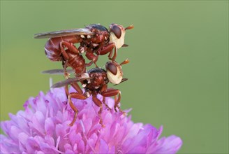 Two Thick-headed flies (Conopidae) mate on one flower