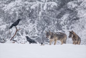 Pack of wolves (Canis lupus) observes ravens (Corvus corax) feeding on the carcass