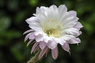 Flowering cactus (Echinopsis sp.)