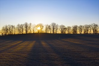 Trees and field at sunrise