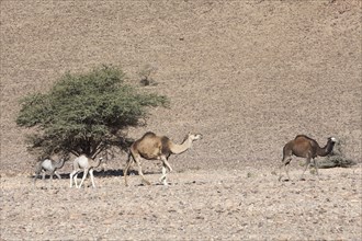 Camel herd in the Anti-Atlas