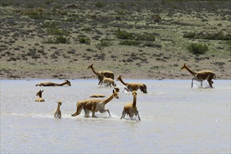 Herd of (Vicugna vicugna ) in the water of a lagoon