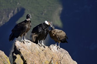 Andean condors (Vultur gryphus) sitting on a rock