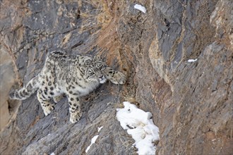 Snow leopard (Panthera uncia) on rock