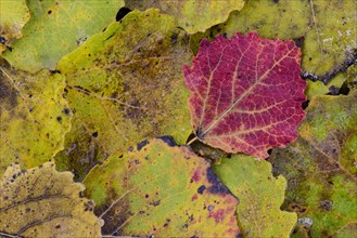 Red colored leaf of one (Populus tremula) in autumn