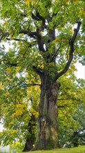 Oak (Quercus )