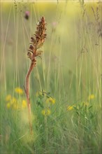 Broomrape (Orobanche) blooms in a meadow