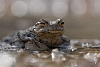 Common toad (bufo bufo) sitting in a puddle