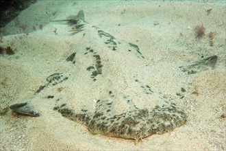 Camouflaged Atlantic angelshark (Squatina squatina) lies in the sand