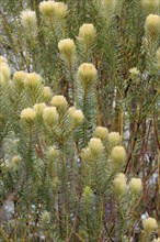 Phylica (Phylica pubescens)