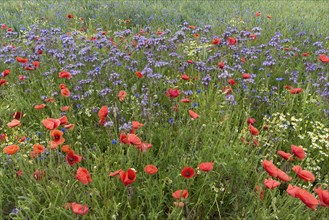 Poppy flowers () () and (Cyanus segetum) at the edge of the field