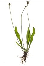 Ribwort plantain (Plantago lanceolata) on white background