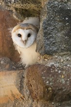 Young bird of one (Tyto alba) in its nest in a church wall