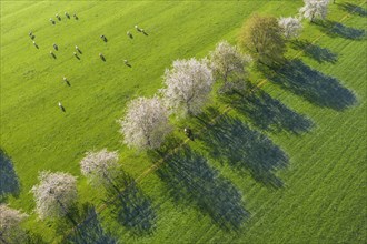 Flowering cherry trees and cows in a meadow