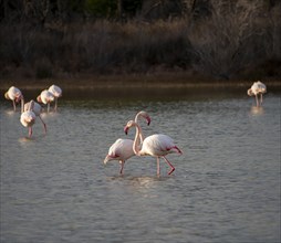Two Greater flamingos (Phoenicopterus roseus)