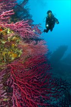Divers at reef in the Mediterranean Sea