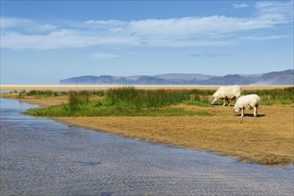 Sheep grazing on the beach Raudisandur