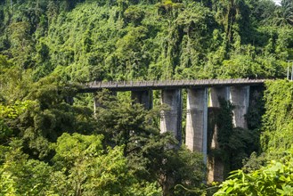 Road bridge in the tropical jungle