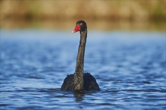 Black swan (Cygnus atratus) swims in a lake