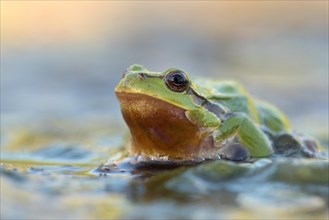 European tree frog (Hyla arborea) sitting at the edge of a pond