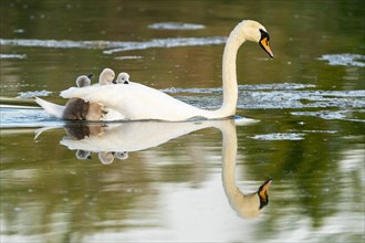 Mute swan (cygnus olor)