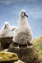 Black-browed Albatross (Thalassarche melanophris) chick on its nest