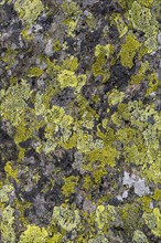 Map lichen (Rhizocarpon geographicum) grows on a stone in the mountains