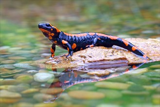 Orange Fire salamander (Salamandra salamandra)