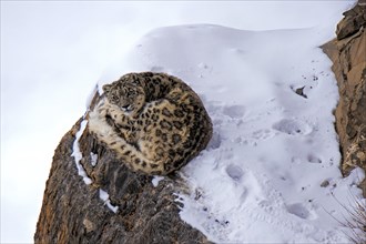 Snow leopard (Panthera uncia) rests on a frozen cliff