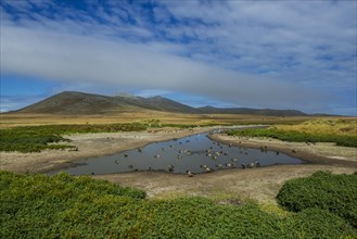 Landscape on Carcass island