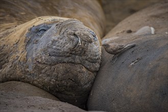 Southern elephant seal (Mirounga leonina) and Blackish Cinclodes