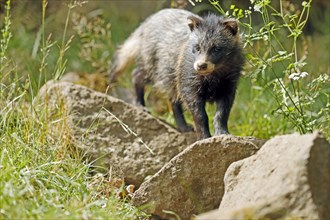 Raccoon dog (Nyctereutes procyonoides) Puppy stands on stone