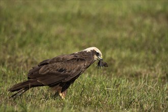 Western marsh-harrier (Circus aeruginosus ) Female with captive field mouse