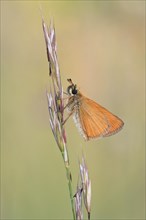 Brownheaded butterfly (Thymelicus sylvestris) sitting on an ear of grass