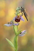 Robber fly (Asilidae) sits on Bee orchid (Ophrys apifera) in warm light