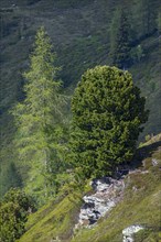 European larch (Larix decidua) and Swiss pine or (Pinus cembra) grow on a rocky mountain slope