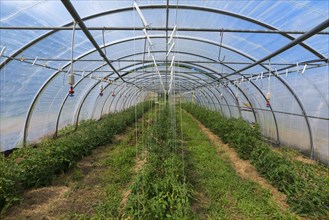 Tomato plants in tunnel greenhouse with irrigation system