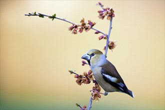 Hawfinch (Coccothraustes coccothraustes) sitting on a branch of flowering ornamental quince (Chaenomeles japonica)