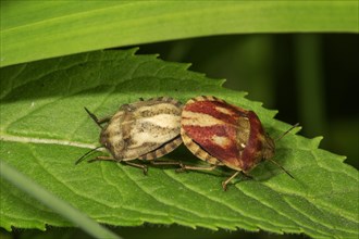 European Tortoise Bug (Eurygaster testudinaria) animal pair