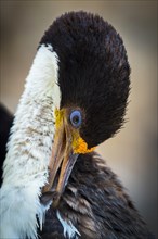 Blue-eyed Cormorant (Leucocarbo atriceps or Phalacrocorax atriceps)