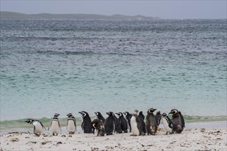Magellanic penguins (Spheniscus magellanicus)