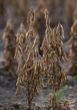 Mature Soybean ready to Harvest near Luis Eduardo Magalhaes