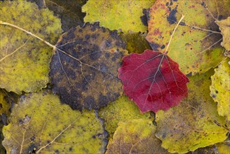 Leaf of a (Populus tremula) on the ice of a lake in autumn